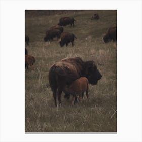 Nursing Bison Calf Canvas Print