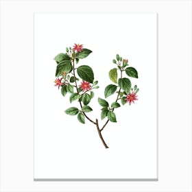 Vintage Crossberry Botanical Illustration on Pure White n.0928 Canvas Print