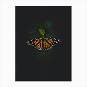 Monarch Butterfly 1 Canvas Print