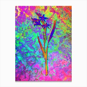 Gladiolus Cuspidatus Botanical in Acid Neon Pink Green and Blue n.0085 Canvas Print