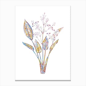 Stained Glass European Water Plantain Mosaic Botanical Illustration on White Canvas Print