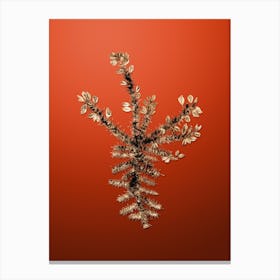 Gold Botanical Yellow Gorse Flower on Tomato Red n.0418 Canvas Print