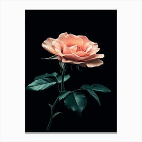 Rose On A Black Background 2 Canvas Print