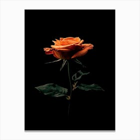 Orange Rose 20 Canvas Print