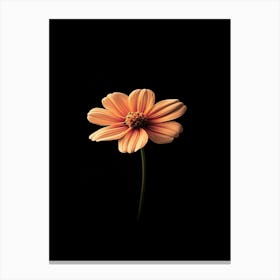 Single Flower On A Black Background 4 Canvas Print