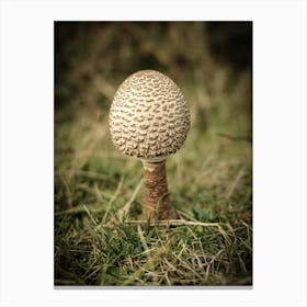 White Mushroom //Nature Photography 1 Canvas Print
