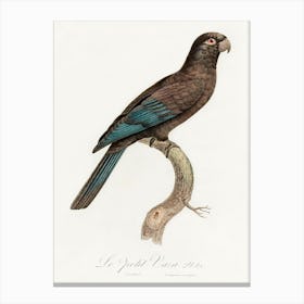 Black Parrot (Coracopsis Nigra) From Natural History Of Parrots, Francois Levaillant Canvas Print