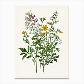 Vintage Botanical Galleria Style Wildflower Painting 38 Canvas Print