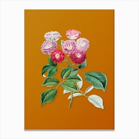 Vintage Seven Sister's Rose Botanical on Sunset Orange n.0228 Canvas Print