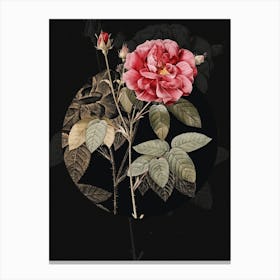 Vintage Botanical Blooming French Rose on Circle Black on Black n.0336 Canvas Print