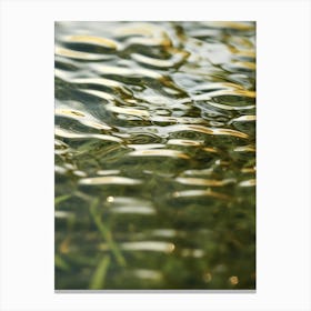 Water Ripples 1 Canvas Print