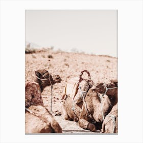 Desert Camels Canvas Print