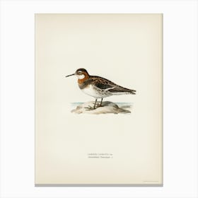 Red Necked Phalarope, The Von Wright Brothers Canvas Print