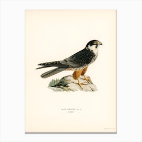 Eurasian Hobby (Falco Subbuteo), The Von Wright Brothers Canvas Print
