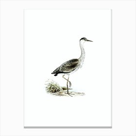 Vintage Gray Heron Bird Illustration on Pure White n.0207 Canvas Print