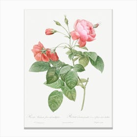 Boursault Rose, Pierre Joseph Redoute (2) Canvas Print
