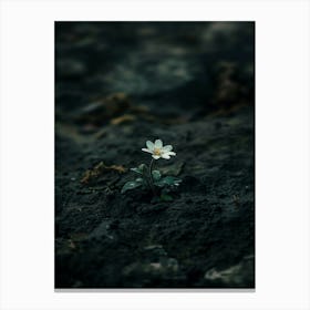 Single Flower In The Dark 77 Canvas Print