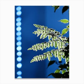 Fern Leaf In The Sunlight Canvas Print