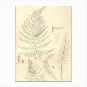 Ferns 6 Canvas Print