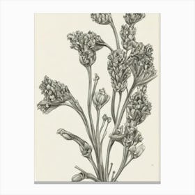 Snapdragons Vintage Botanical Flower Canvas Print