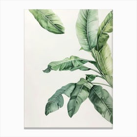 Banana Leaves 29 Canvas Print