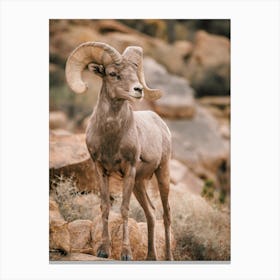 Bighorn Sheep In Mountains Canvas Print