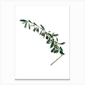 Vintage Olives Botanical Illustration on Pure White n.0168 Canvas Print