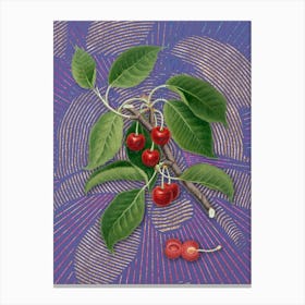 Vintage Sour Cherry Botanical Illustration on Veri Peri n.0410 Canvas Print