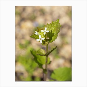 Watercress Wildflowers Canvas Print