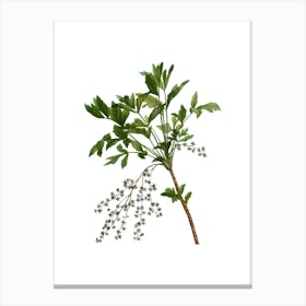 Vintage Shrub Yellowroot Botanical Illustration on Pure White n.0676 Canvas Print