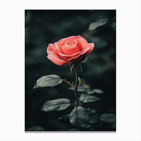 Pinky Rose Canvas Print