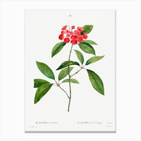 Mountain Laurel, Pierre Joseph Redoute Canvas Print