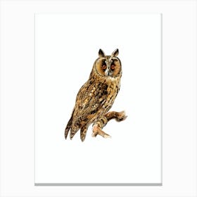 Vintage Long Eared Owl Bird Illustration on Pure White n.0146 Canvas Print