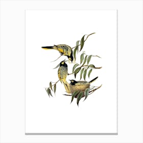 Vintage Warty Faced Honeyeater Bird Illustration on Pure White n.0385 Canvas Print