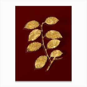 Vintage Eared Willow Botanical in Gold on Red n.0084 Canvas Print