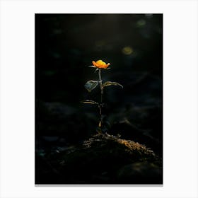 Single Flower In The Dark 35 Canvas Print