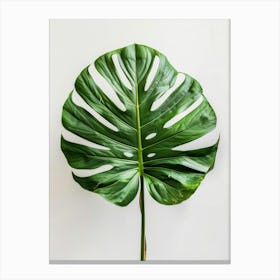 Monstera Leaf 11 Canvas Print