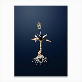 Gold Botanical Scilla Lingulata on Midnight Navy n.4580 Canvas Print
