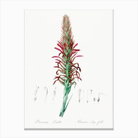 Pitcairnia Latifolia, Pierre Joseph Redoute Canvas Print