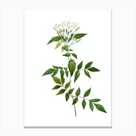 Vintage Jasmin Officinale Flower Botanical Illustration on Pure White n.0328 Canvas Print