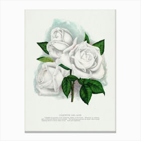 Vintage Botanical Art Print _2697915 Canvas Print