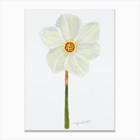 Daffodil 7 Canvas Print