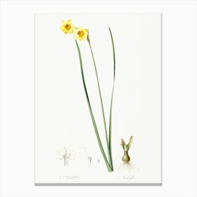 Cowslip Cupped Daffodil Illustration From Les Liliacées (1805), Pierre Joseph Redoute Canvas Print