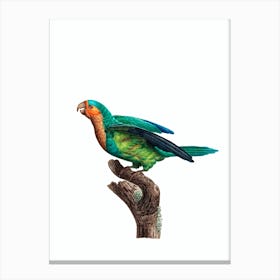 Vintage Yellow Crowned Parakeet Illustration on Pure White Canvas Print