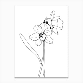 Daffodils Minimalist Line Art Monoline Illustration Canvas Print