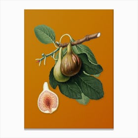 Vintage Fig Botanical on Sunset Orange n.0906 Canvas Print