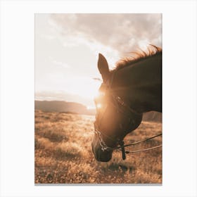 Horse At Sunset Canvas Print