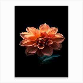 Dahlia Flower 11 Canvas Print