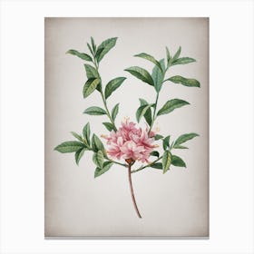 Vintage Azalea Botanical on Parchment n.0578 Canvas Print