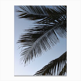 Palm Leaves On Blue Sky Canvas Print